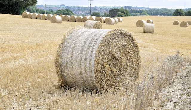 Bales near the Giant's Ring, Belfast - August 2014(1)
