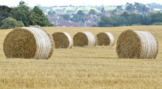 Bales near the Giant's Ring, Belfast - August 2014(4)