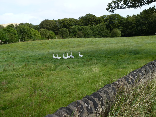 Six geese beside a wall