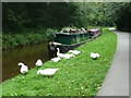 Geese and barge, Chirk Bank