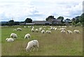 NZ0793 : Sheep in pasture by Russel Wills