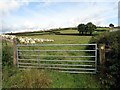 Llwybr Foel y Ddafad Ddu / Llwybr Foel y Ddafad Ddu path