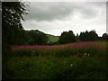 Wild flower meadow, Grassington