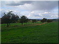 Good old thorn hedge on Falla Farm near Jedburgh