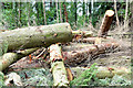 Felled trees, Belvoir forest, Belfast - August 2014(1)