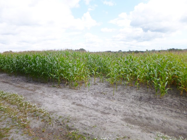 East Knighton, maize field