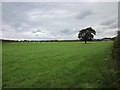 SJ3660 : Field near Dodleston by Jeff Buck