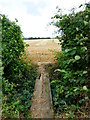 Plank bridge crosses field boundary