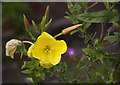 The National Wildflower Centre - Common Rock-rose (Hellanthemum nummularium)