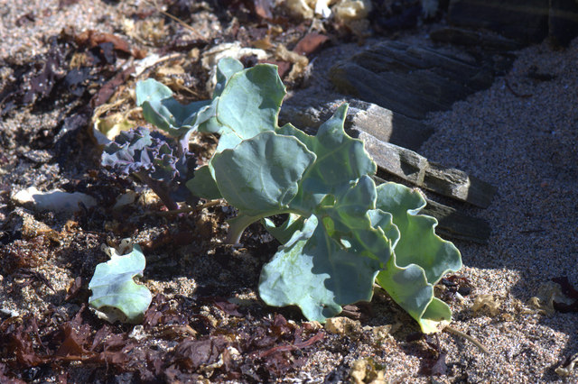 Sea Kale (Crambe maritima), Skaw