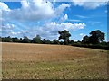 Field of Stubble near Old Myers