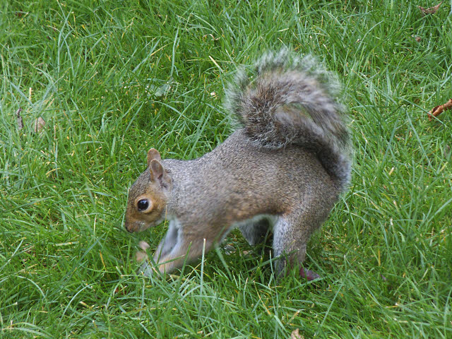 Burying a nut © Stephen Craven :: Geograph Britain and Ireland