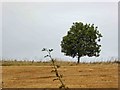 TF2495 : Isolated tree near Wold Newton by Steve  Fareham