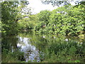 Pond Adjacent to Manor Farm (Summer)