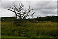 TG1238 : Dead tree north of Baconsthorpe Castle, seen over the moat by Christopher Hilton