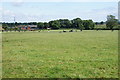 A field of cows by Loxley Green