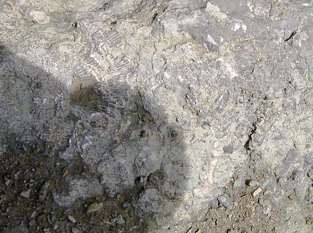 Fossils in the Nodular Limestone Member,... © Rudi Winter cc-by-sa/2.0 ...