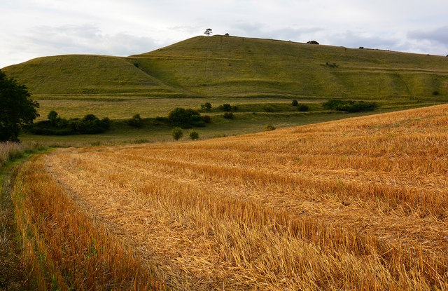 Stubble field and hill fort, Roundway, Wiltshire