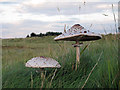 TM4555 : Parasol Mushroom near the bank of the River Alde, Sudbourne by Roger Jones