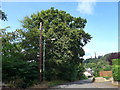 Telegraph pole in Sauchie Road