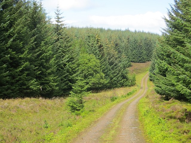 Logging road, Griffin Forest