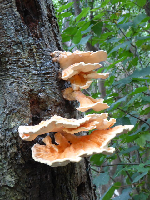 Bracket fungus in the woods at Maenporth