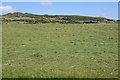 Field cut for silage