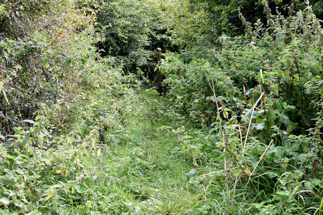 Overgrown path, Annadale, Belfast (August 2014)