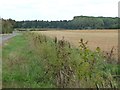 New hedge, west side, road to the Barringtons