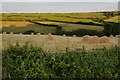 Fields near Mullion