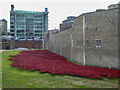TQ3380 : Poppies in Moat of Tower of London, London E1 by Christine Matthews
