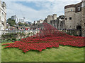 TQ3380 : Poppies in the Moat, Tower of London, E1 by Christine Matthews
