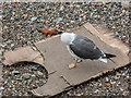 TQ3380 : Lesser Black Backed Gull on Thames Beach, London E1 by Christine Matthews