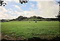 Cattle near Cleave Wood