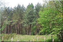 TQ2125 : Conifers, Westside Wood by N Chadwick