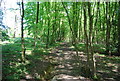 TQ1636 : Path in Tickfold Wood by N Chadwick
