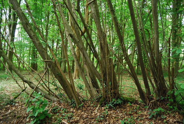 Hollonds Wood
