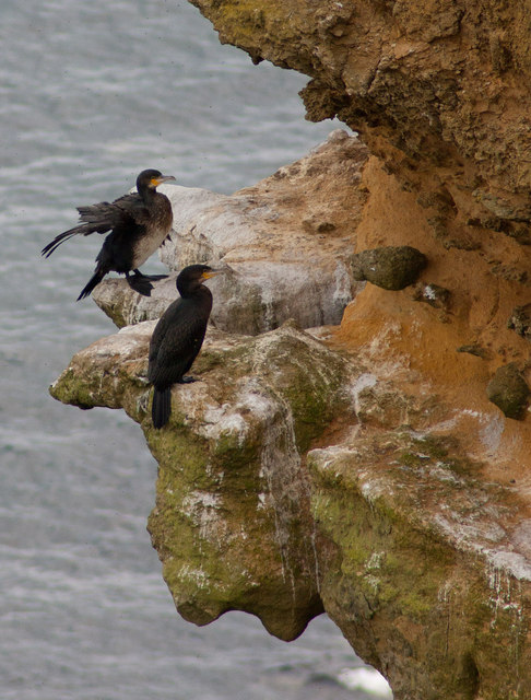 Pair of cormorants on the cliff face