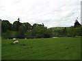 SO3671 : Silence of the lambs - Brampton Bryan, Herefordshire by Martin Richard Phelan
