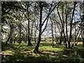 Woodland near Little Wooston