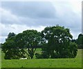 Ash trees and grazing sheep