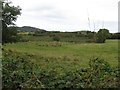 Wetland in Ballynagross Lower