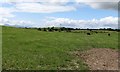 Grazing land between Ballycruttle Road and Ballysallagh Road