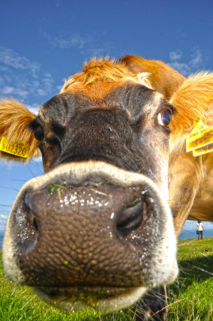North Devon : Cattle Grazing