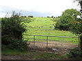 Cattle on a drumlin slope on the north side of Ballysallagh Road