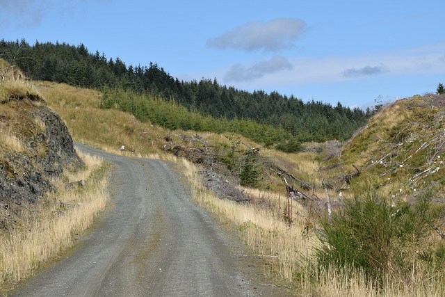 Forest road in Inverliever Forest