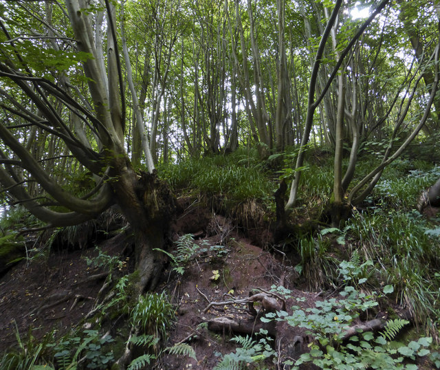 Ancient coppiced woodland in Shrawley Wood