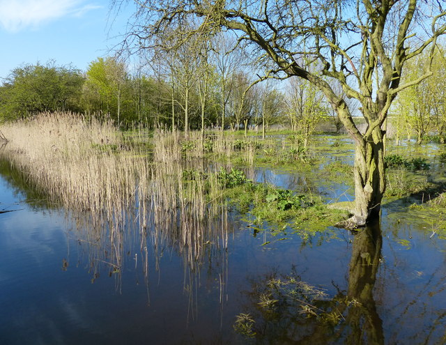 Fenland at the Willow Tree Fen Nature... © Mat Fascione cc-by-sa/2.0 ...