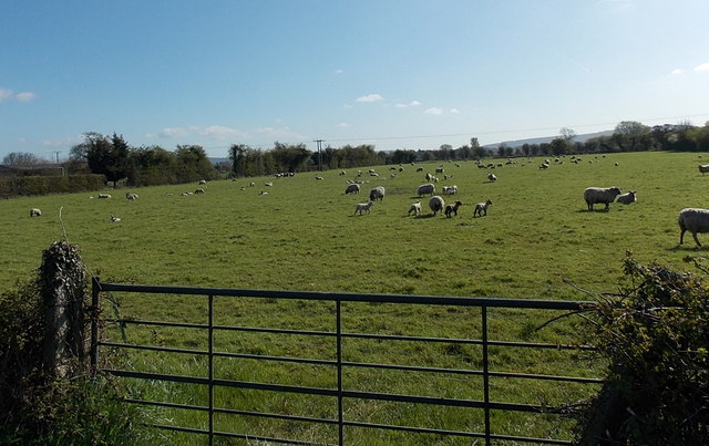 Sheep in a field on the North Somerset Levels