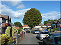 A rounded street tree